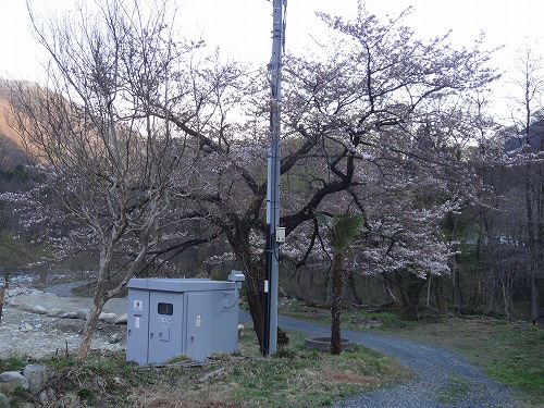 蛍桜.jpg
